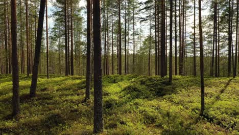 vista aérea del bosque de finlandia. la hermosa naturaleza de finlandia.