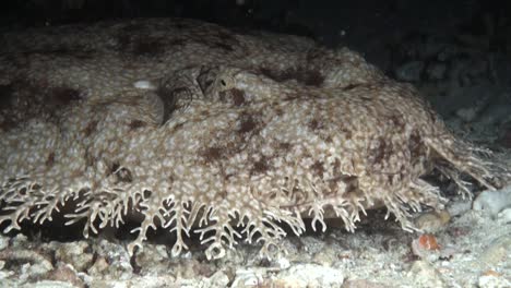 head of tasselled wobbegong on sandy bottom during night, close-up shot showing branched tentacles around mouth