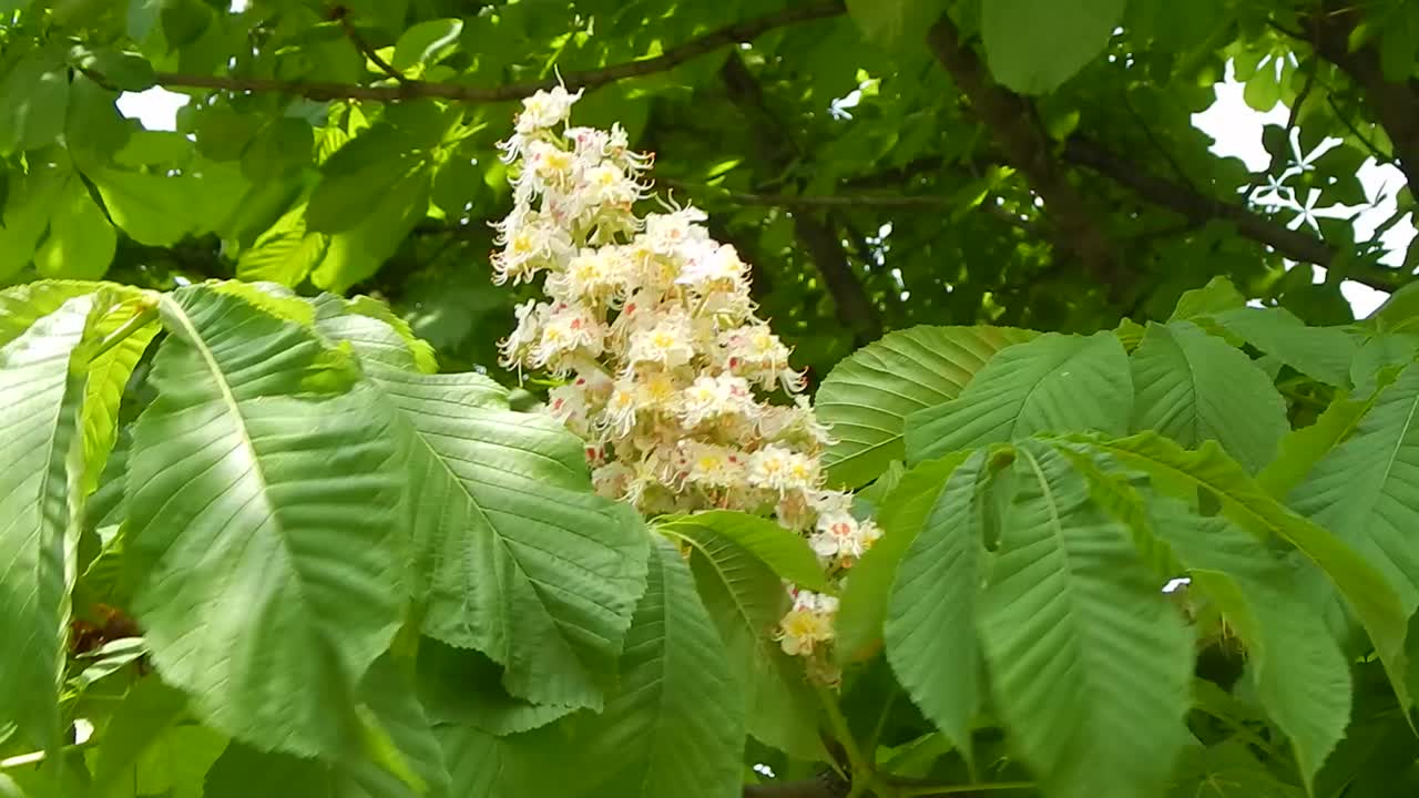 Flowers and landscaping garden design