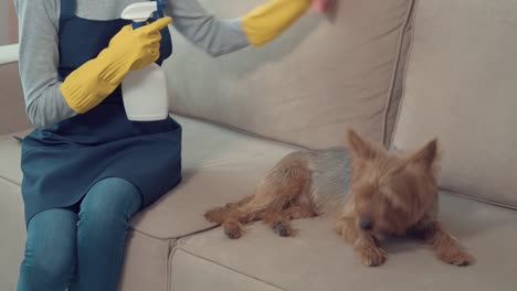 la chica lava el sofá, limpia el polvo en el que yace un lindo perro spitz.