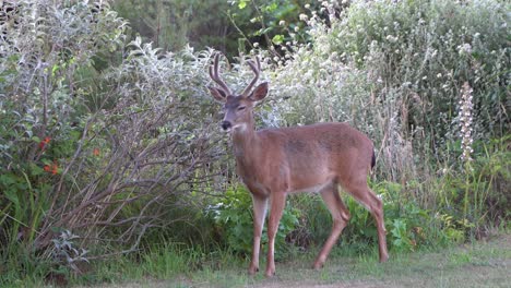 Young-black-tailed-buck-deer-looks-at-camera,-turns-to-graze-on-meadow-grass