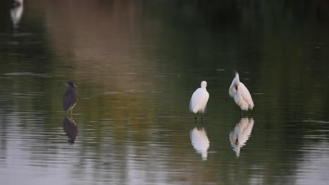 Un-Cormorán-Y-Garcetas-Se-Sientan-En-El-Agua-Limpiando-Sus-Plumas