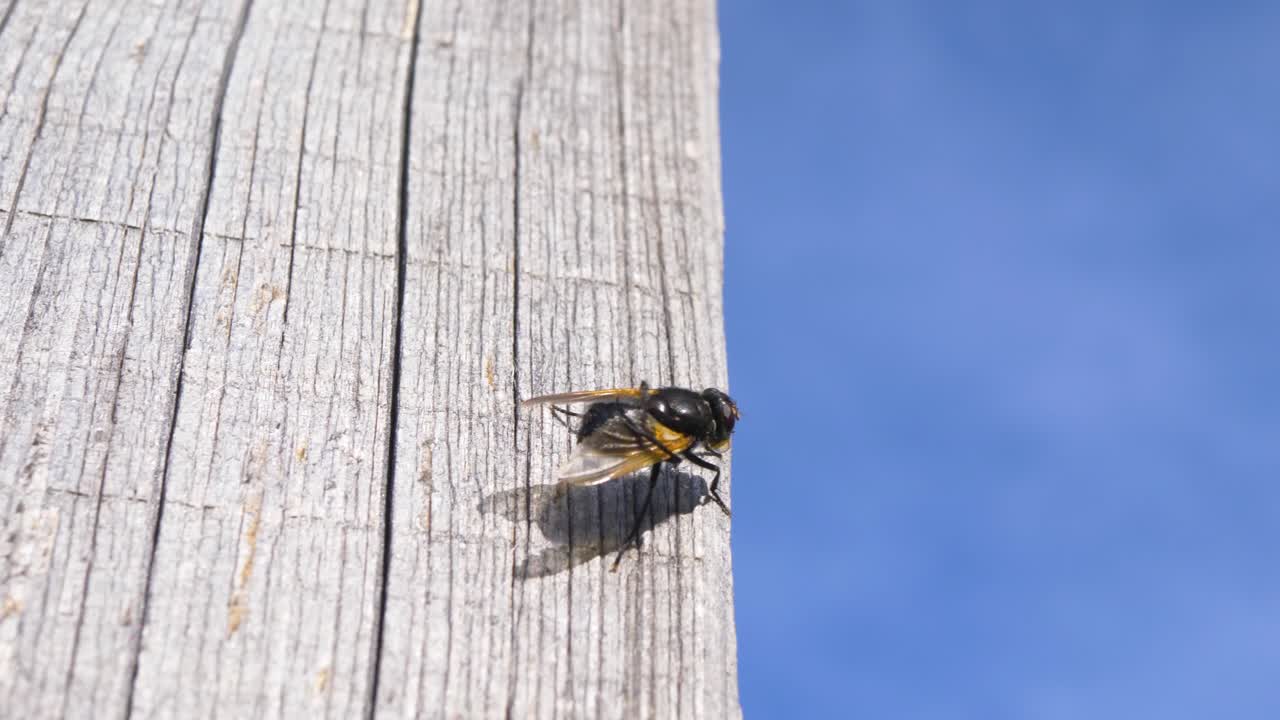 푸른 하늘 앞에서 날개를 청소하는 파리의 슬로우모션 샷