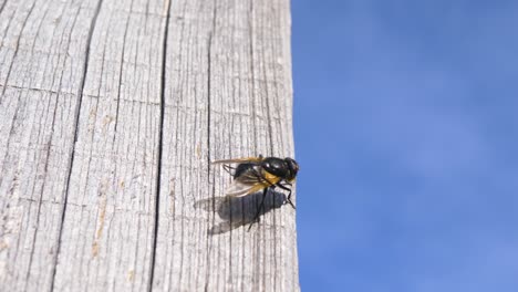 Toma-En-Cámara-Lenta-De-Una-Mosca,-Que-Está-Limpiando-Sus-Alas-Frente-Al-Cielo-Azul