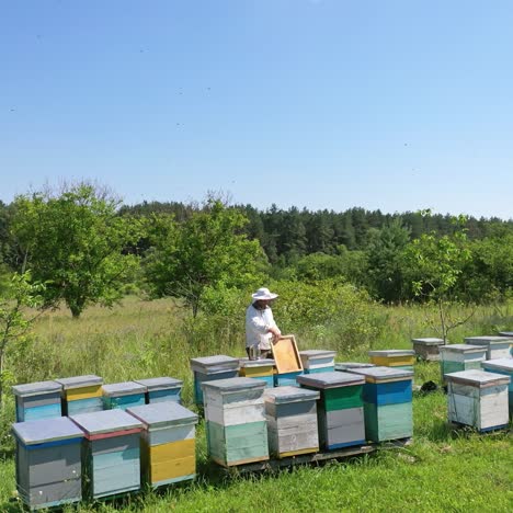Beekeepr working on the beehive