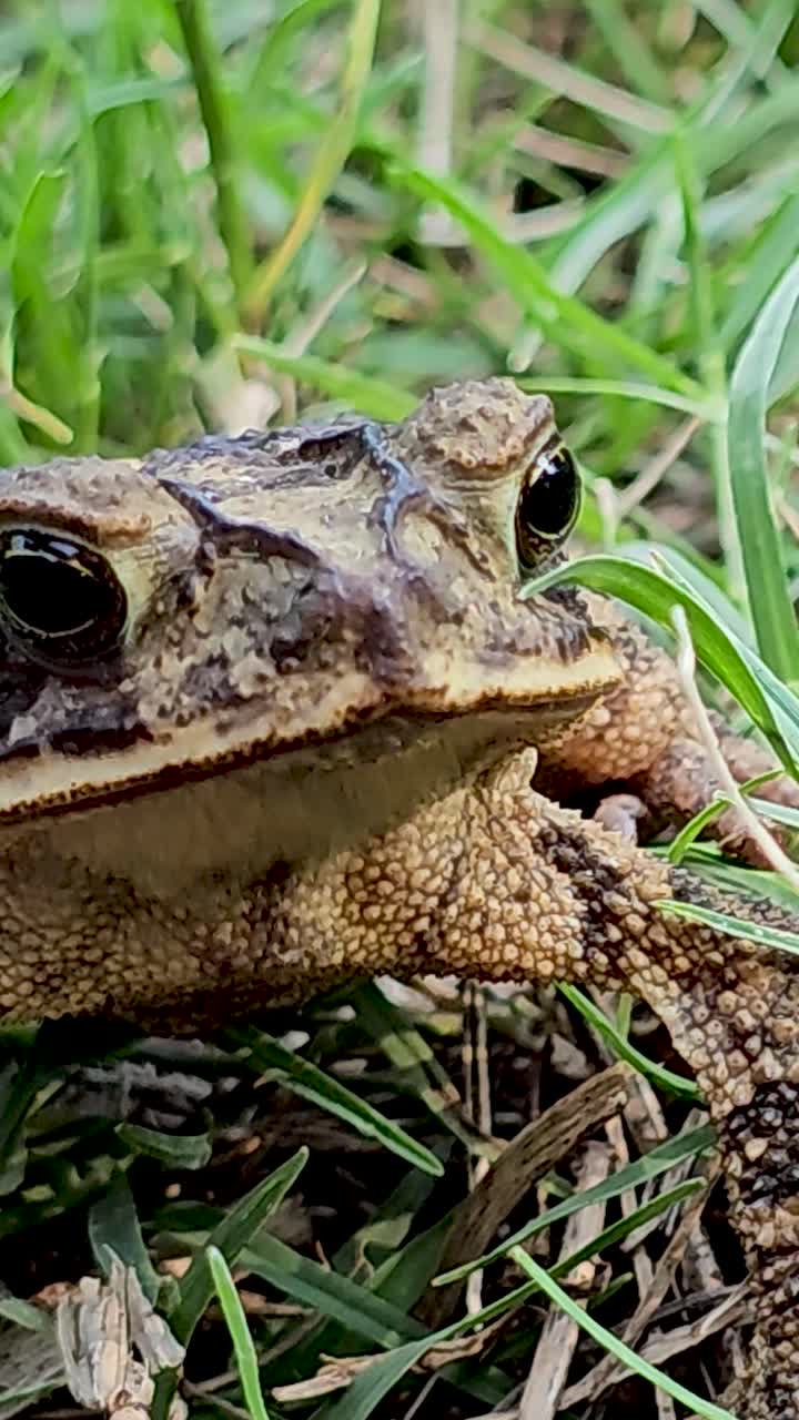 Vertical closeup macro video of a Gulf Coast Toad(Incilius valliceps)