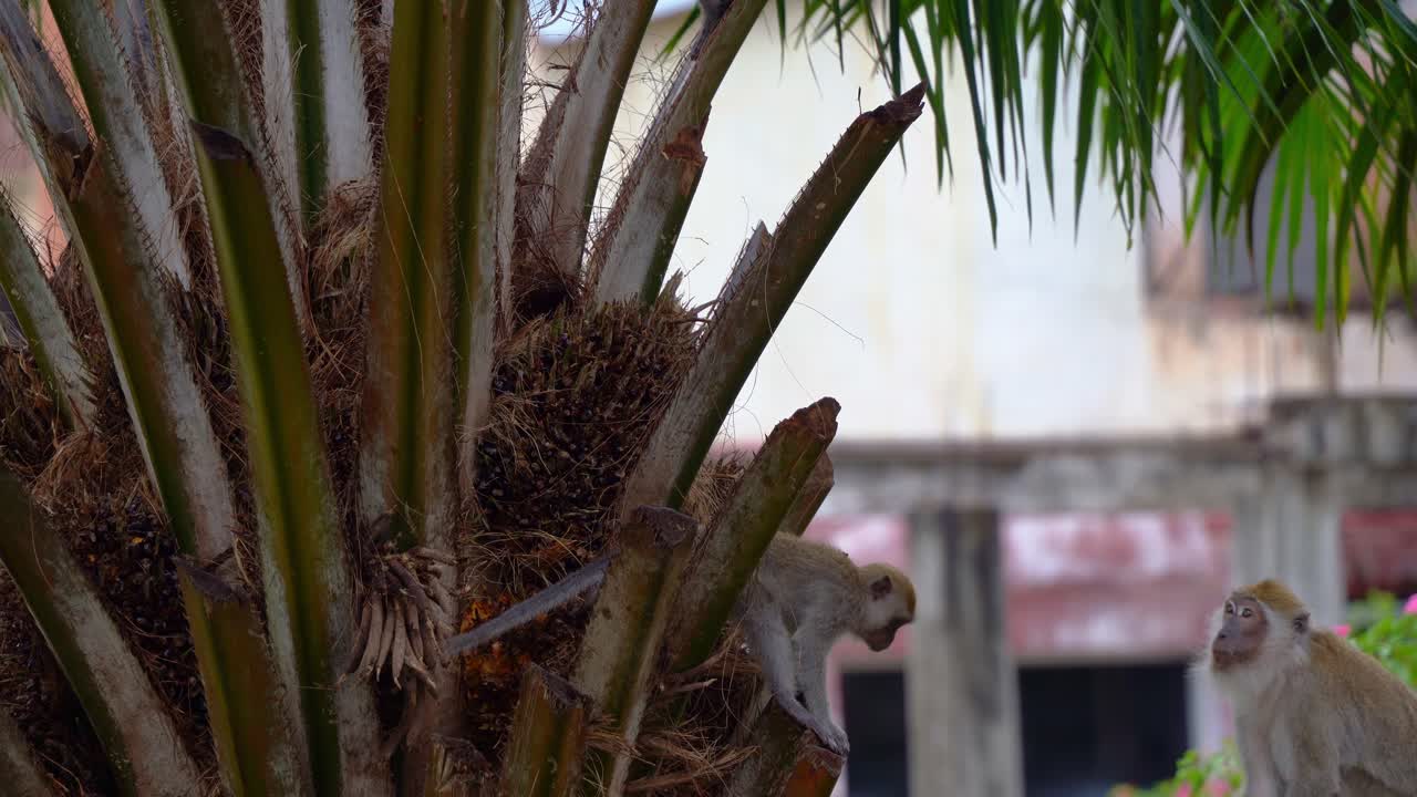 un cangrejo adulto y un cangrejo juvenil comiendo macaco, macaco de cola larga, macaca fascicularis trepando a la palma, atacante de cultivos oportunista alimentándose y comiendo nueces y frutas de palma, toma de cerca