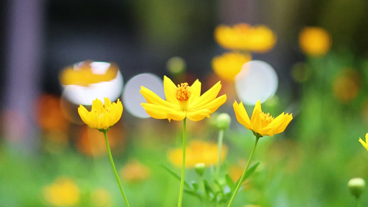 정원에서 떠다니는 비누 거품이 있는 노란 꽃