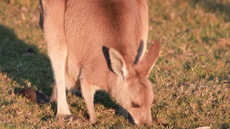 a kangaroo joey grazes in a sunlit field as a willie wagtail bird briefly perches on its back. warm, golden hour lighting, steady camera