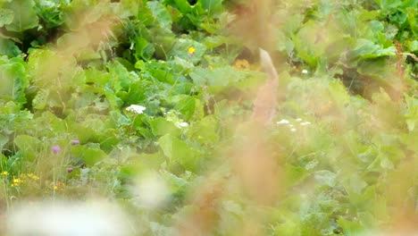 captivating summer moment: a fox gracefully leaping through the vibrant grass