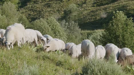 Herde-Von-Schafen,-Die-Sich-Im-Sommer-Auf-Dem-Gras-Im-üppigen-Berghang-Ernähren---LKW-Aufnahme