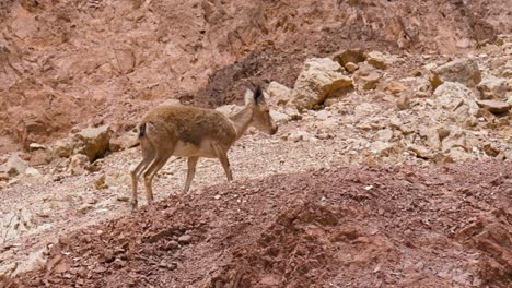 努比亞山羊 (nubian ibex) 是一個生活在沙漠的山羊物種,在中東的山區生長