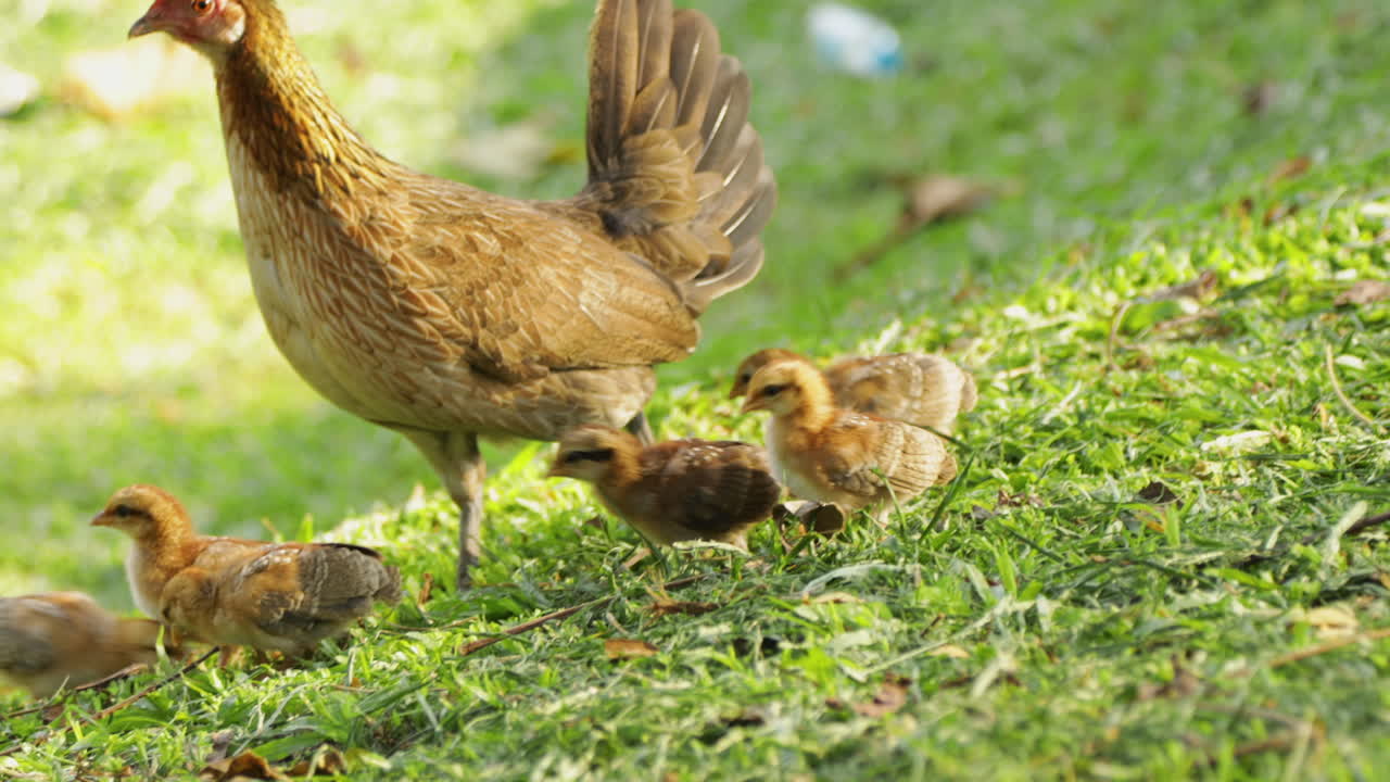 Portrait Of A Mother Chicken Walking With Baby Chicks In Green Grass.