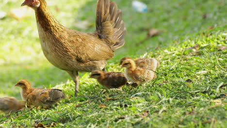 portrait of a mother chicken walking with baby chicks in green grass.