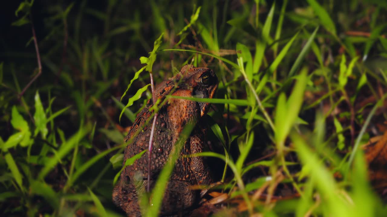 Cane toad blends into Amazon floor, close view highlighting natural textures in Peru’s rainforest.