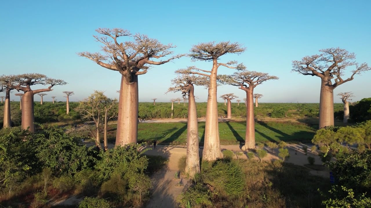 Madagaskar, Morondova'daki Baobab Yolu'nun toprak yolu boyunca alçak irtifa drone takip uçuşu. Berrak, parlak mavi bir gökyüzünün altında simetrik olarak yükselen dev antik ağaç gövdeleri.
