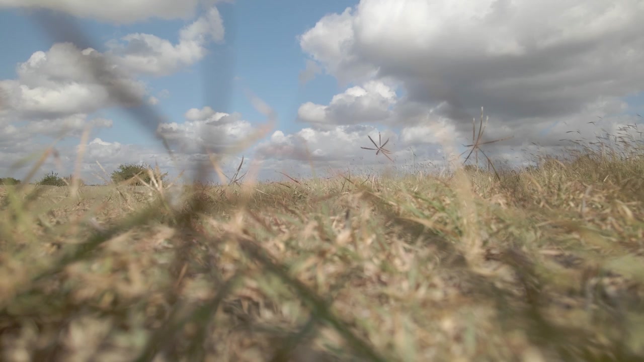 Erba mossa dal vento in una splendida giornata di sole con nuvole minacciose sopra.