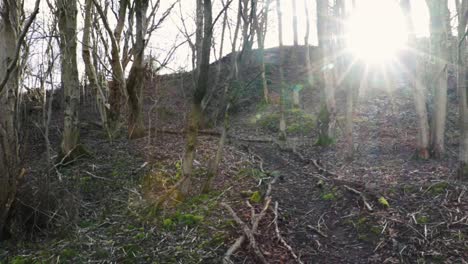 slow pan across trees as winter sun bursts through, lens flare