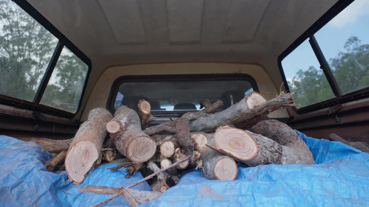 Freshly cut firewood is piled on a tarp in the covered rear of a vehicle utility as a man loads additional pieces onto the pile.