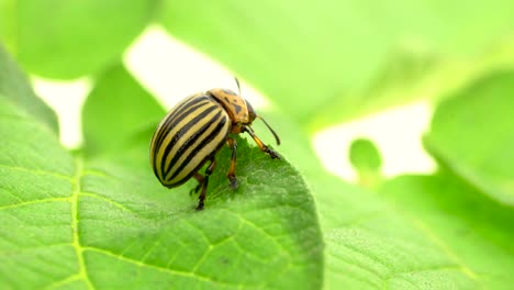potato beetle on a leaf