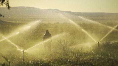 irrigation system in agriculture field at sunset in slow motion.