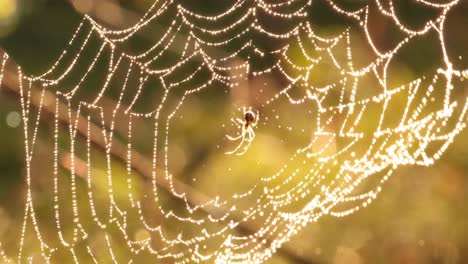 Raindrops-on-the-spider-web.-Cobwebs-in-small-drops-of-rain.