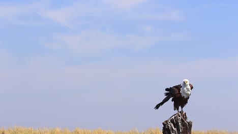 Disheveled-African-Fish-Eagle-sits-on-stump,-puffed-up-in-the-wind