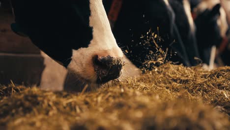 several cows chew on hay inside a sunlit barn, captured from a low angle in natural lighting