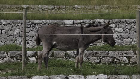 Burro-Comiendo-Hierba-En-El-Prado-Detrás-De-Una-Valla