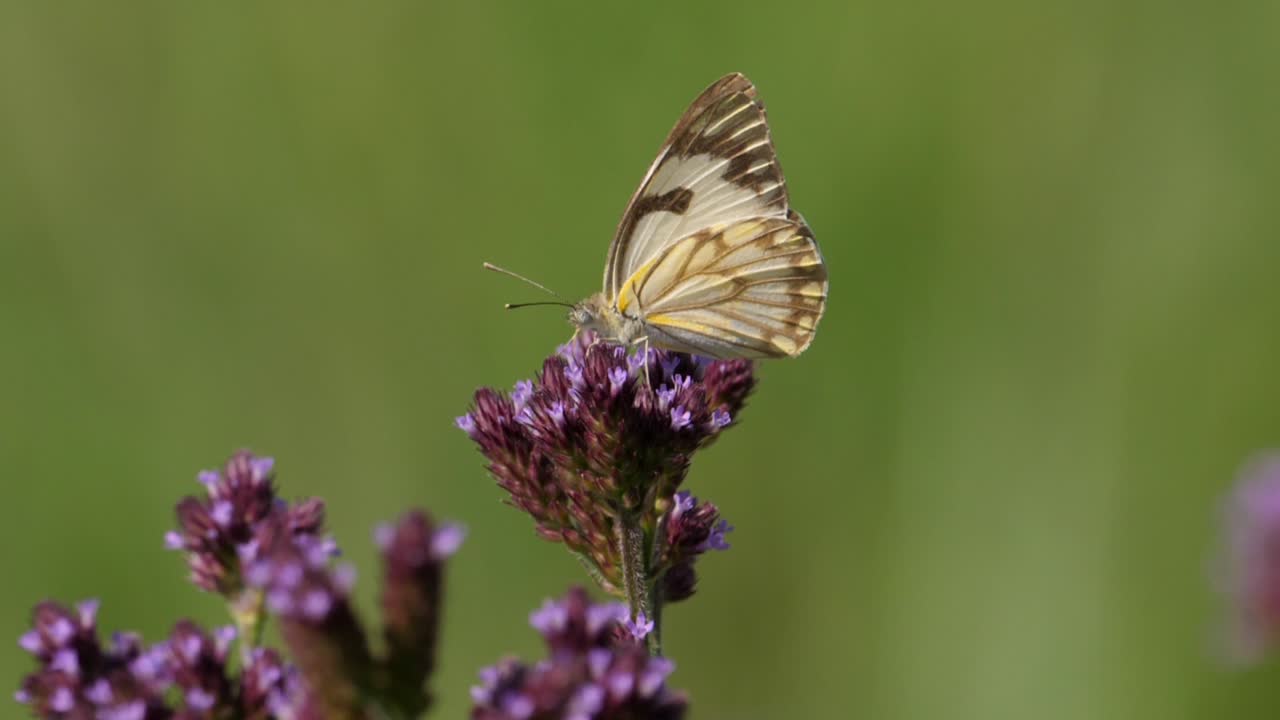 Farfalla bianca pioniere su boccioli di fiori di verbena Purpletop.