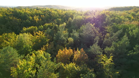 Una-Toma-Aérea-Retrocediendo-Revelando-Más-Y-Más-De-Este-Hermoso-Bosque-Con-Colores-Otoñales-En-Pleno-Apogeo