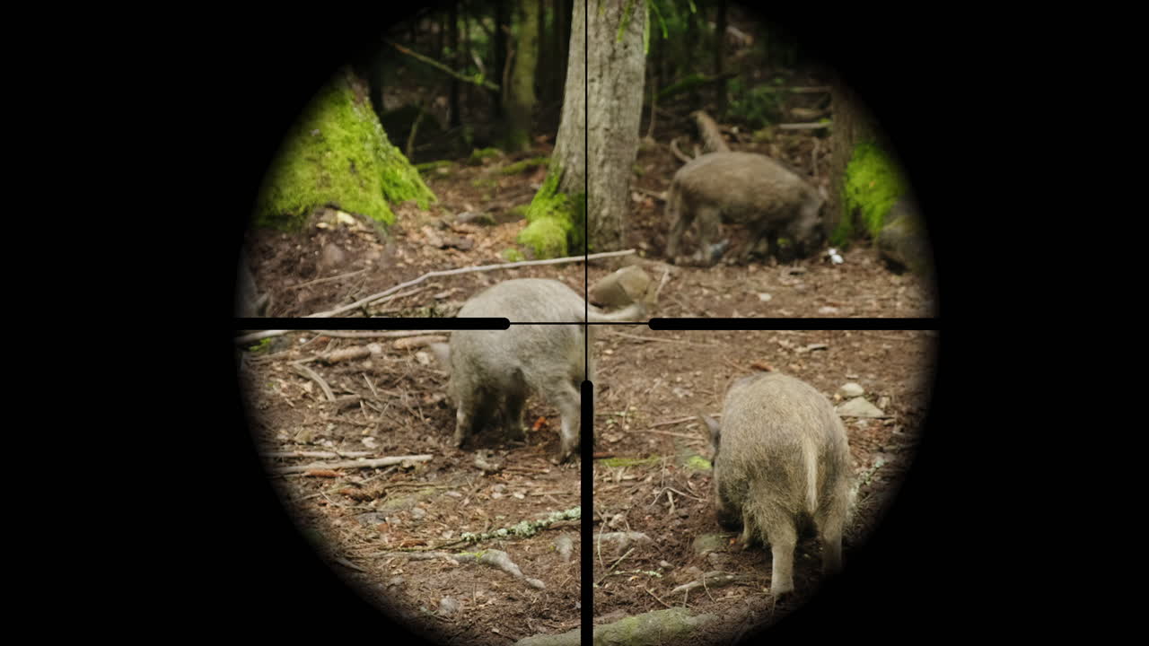 cazador apunta a un cerdo salvaje en la vista del bosque a través de una mira telescópica