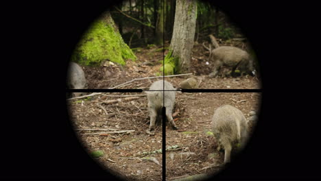 hunter takes aim at a wild pig in the forest view through a telescopic sight