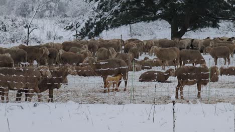 Gran-Rebaño-De-Ovejas-Descansando-En-Un-Paisaje-Invernal-Detrás-De-Una-Valla