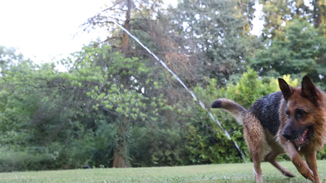 primer plano cinematográfico en cámara lenta de un perro pastor alemán tratando de atrapar agua de una manguera de agua de alta presión en un patio trasero