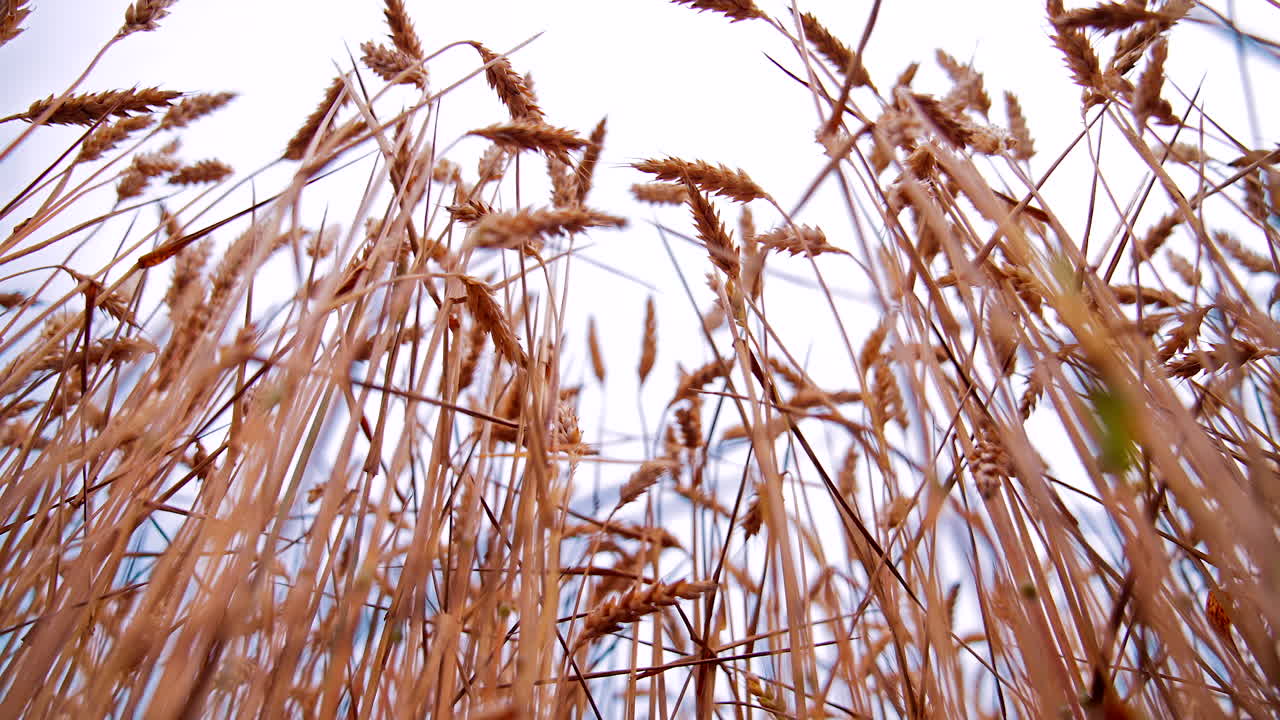 Wheat spikelets on clear sky backdrop. Ears of ripe wheat swaying by wind. Agricultural land with grain plants at harvesting season.