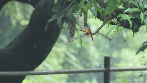 Ein-Orangefarbener-Minivet-Vogel-Sitzt-Während-Der-Monsunzeit-Auf-Einem-Ast-Eines-Mangobaums-Und-Beobachtet-Seine-Umgebung,-Bevor-Er-Auf-Der-Suche-Nach-Beute-In-Die-Westlichen-Ghats-Indiens-Davonfliegt