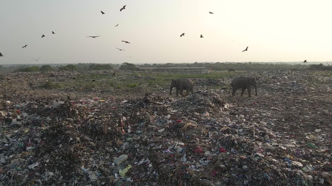 disparo de drones aéreos en cámara lenta, elefantes comiendo basura en palakkad