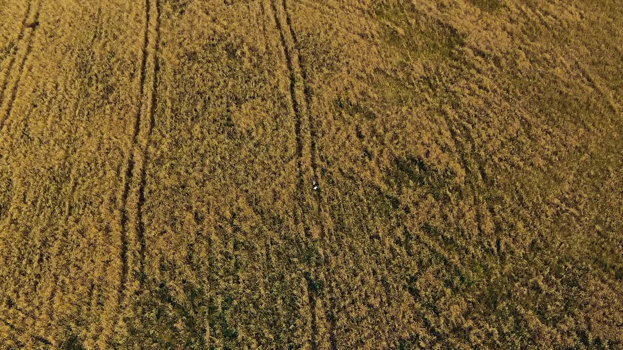 niños caminan en un campo dorado. vista aérea video desde el helicóptero. vista superior.