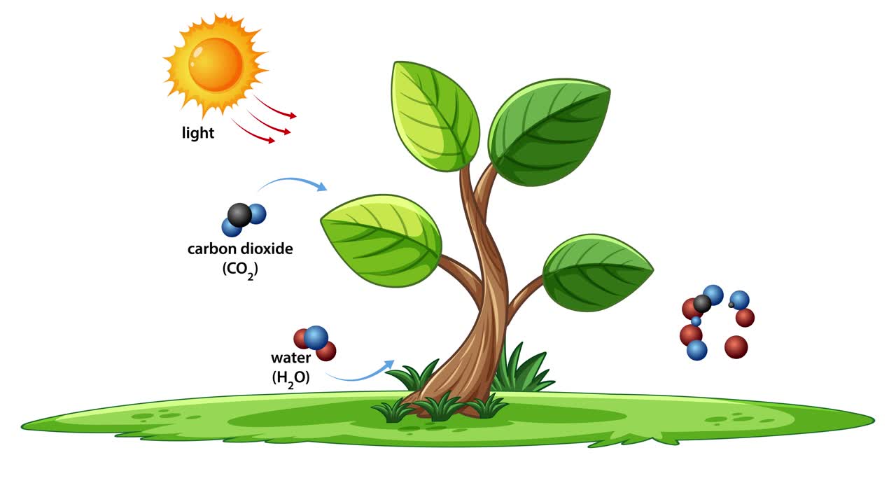 Animation illustrating photosynthesis with sunlight, carbon dioxide, water, glucose, and oxygen. Vibrant colors and smooth transitions enhance understanding