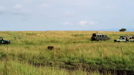 león macho caminando lentamente a través de praderas secas hacia un coche de safari 4x4