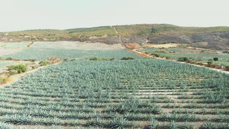campos de agave mezcal oaxaca mexico