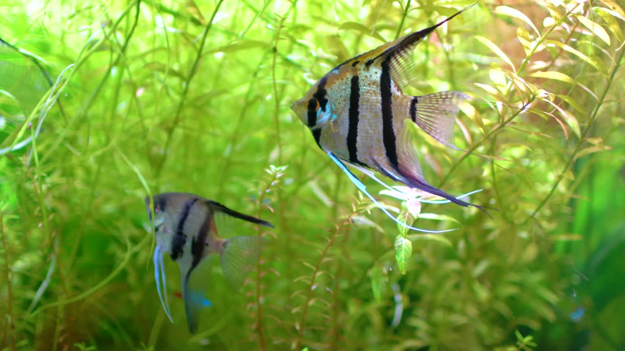 pez ángel (pterophyllum scalare)