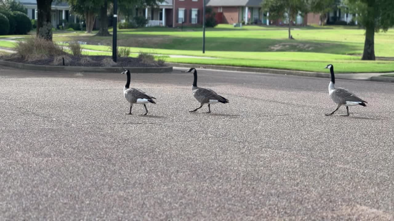 도로를 가로질러  ⁇ 는 거위 4k 30fps