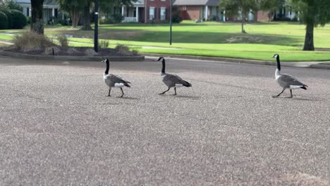 geese walking across the road 4k 30fps