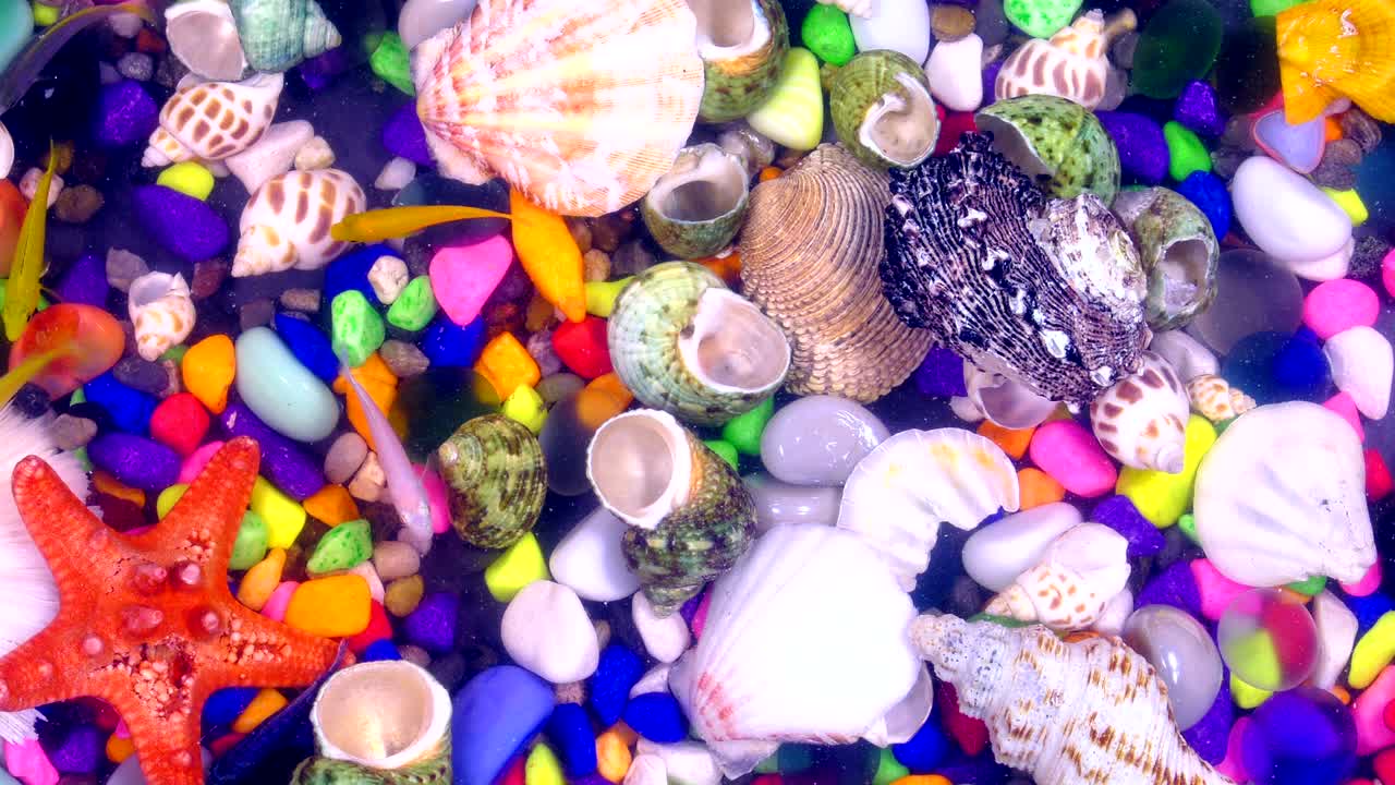 peces bajo el agua en un acuario colorido