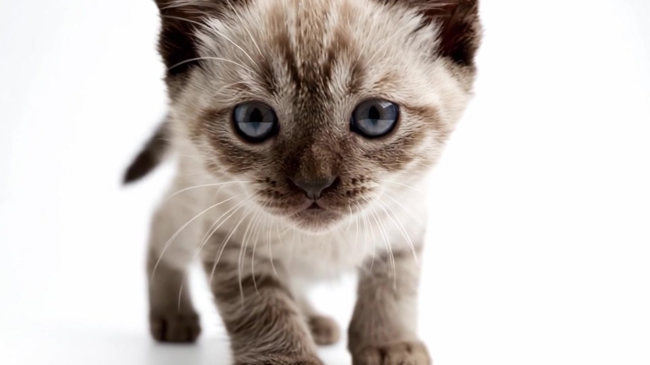 Momenti accattivanti con un gattino giocoso: Uno sguardo più ravvicinato al fascino e alle espressioni di un adorabile felino.