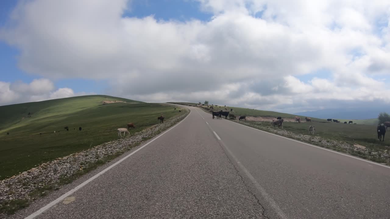 도로에서 차를 운전하는. 소가 교통을 막았습니다.