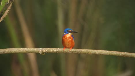 blue-eared kingfisher bird perching on the tree branch while eating