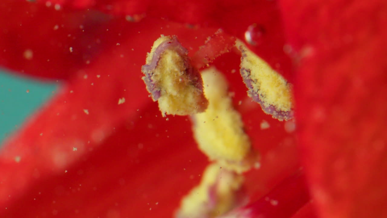 꽃의 꽃가루와 꽃줄기가 물 에 있는 클로즈업